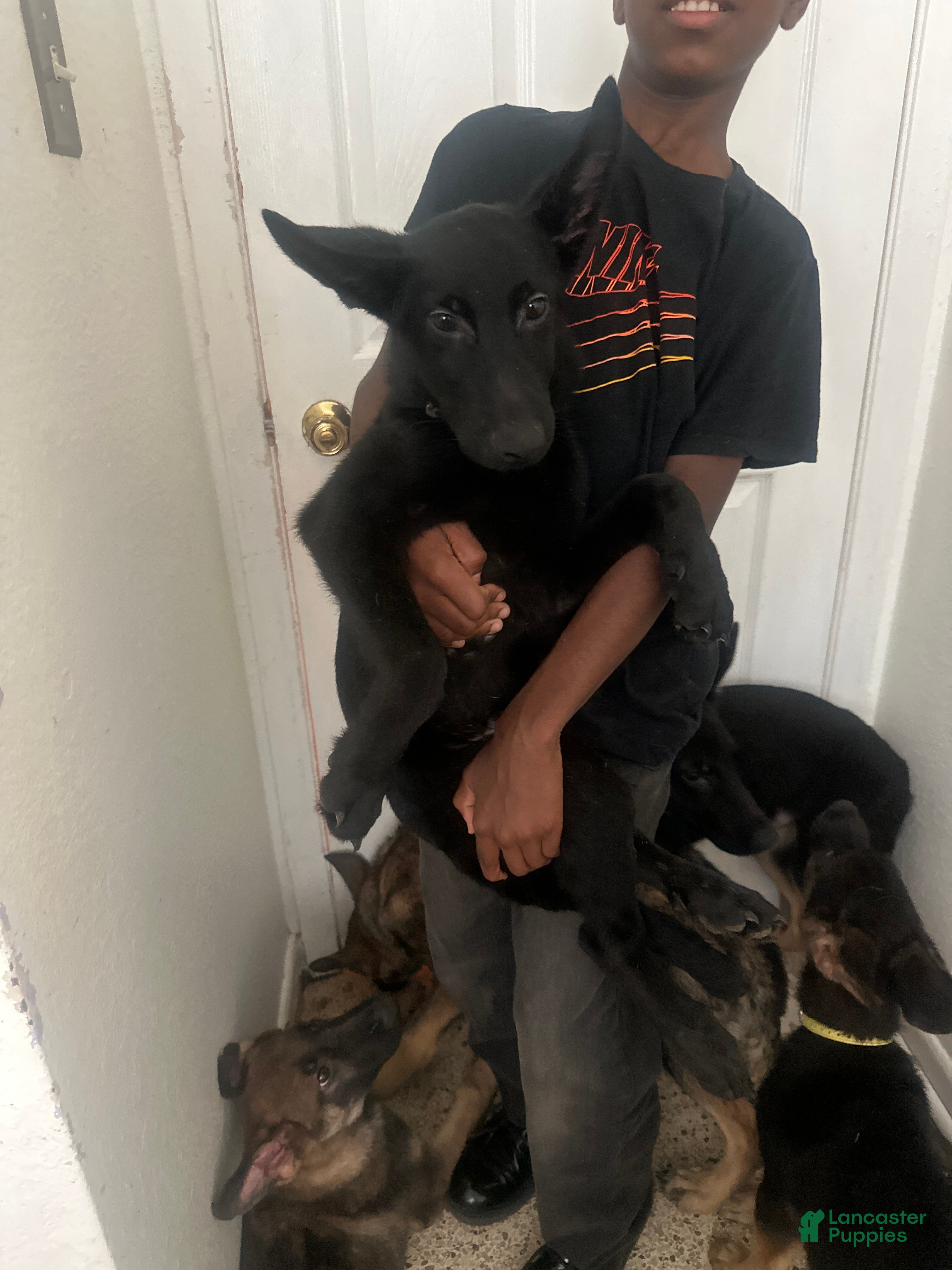 German Shepherd dogs German Shepherd 4 - Ad 34