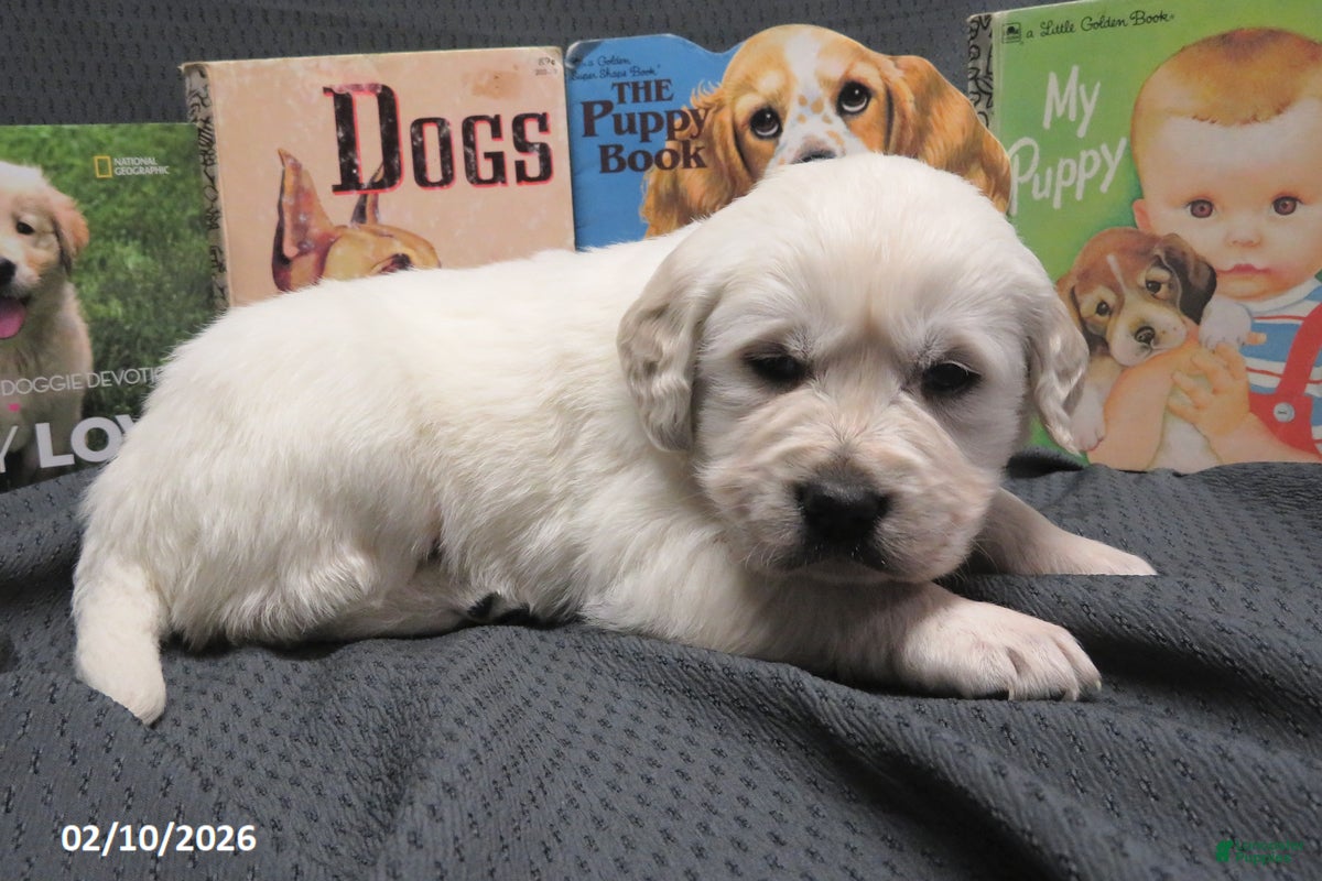 Golden Retriever dogs Barney - Ad 7