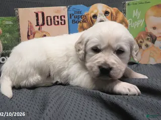 Golden Retriever dogs Barney - Ad 7