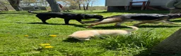 Sheprador dogs for sale: Cocoa - Ad 11