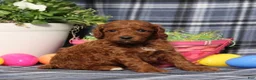 Miniature Poodle dogs for sale: Luke - Ad 2