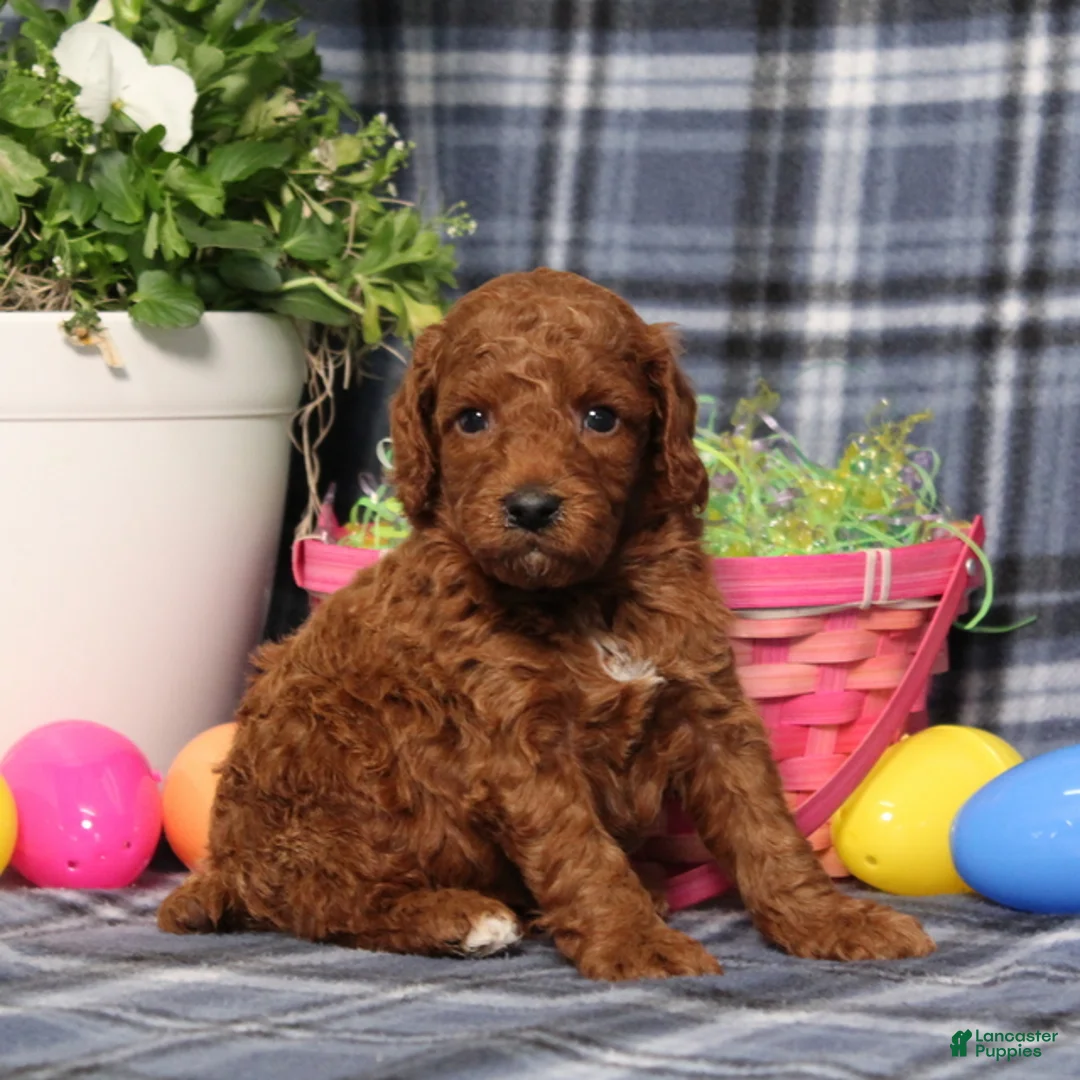 Miniature Poodle dogs for sale: Luke - Ad 2