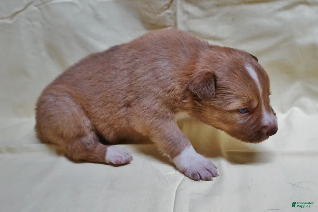 Border Collie dogs for sale: Braxton - Ad 3