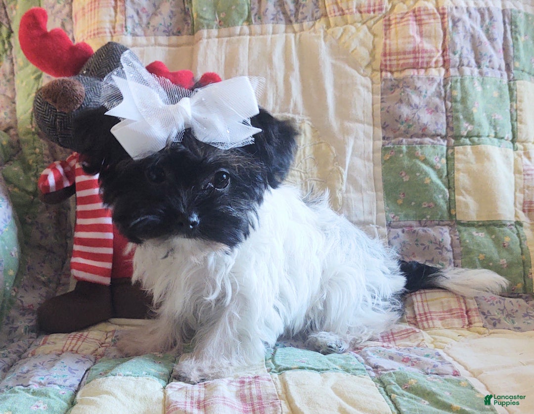 Yorkiepoo dogs for sale: Little Teapot  - Ad 3