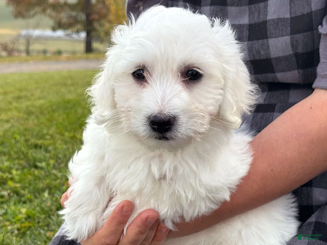 Mixed Breed dogs for sale: Seth - Ad 3