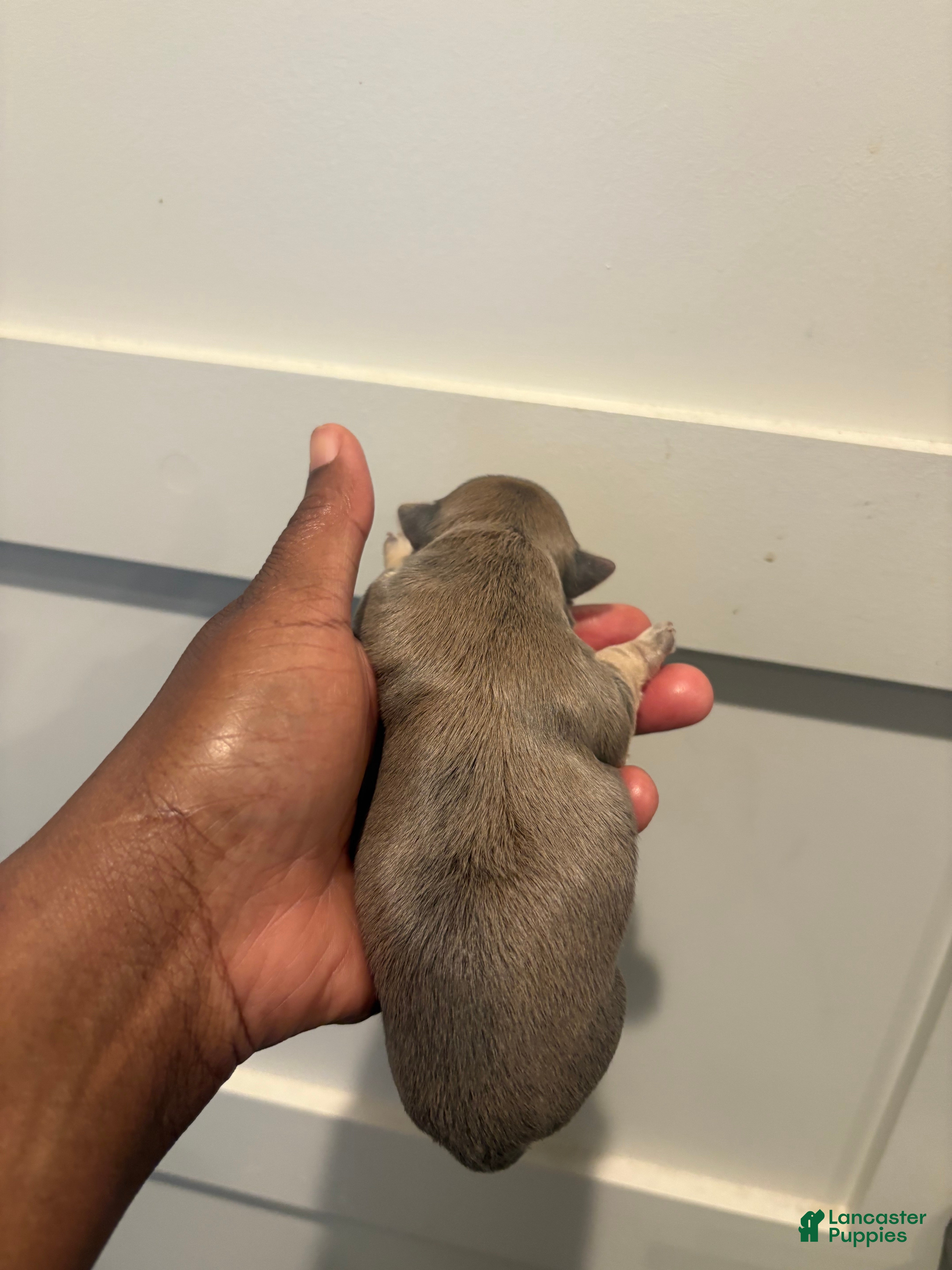 Morkie dogs Gucci bloom - Ad 2