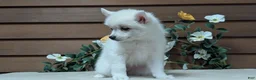 Pomsky dogs for sale: Penny - Ad 5