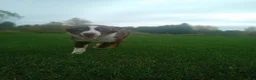 Australian Shepherd dogs for sale: AKC Male - Ad 2