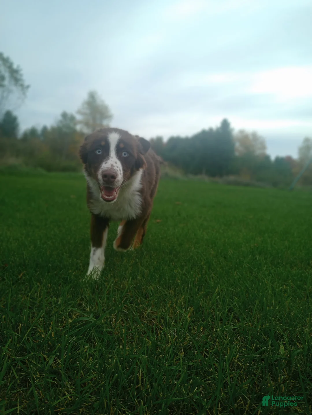 Australian Shepherd dogs for sale: AKC Male - Ad 2