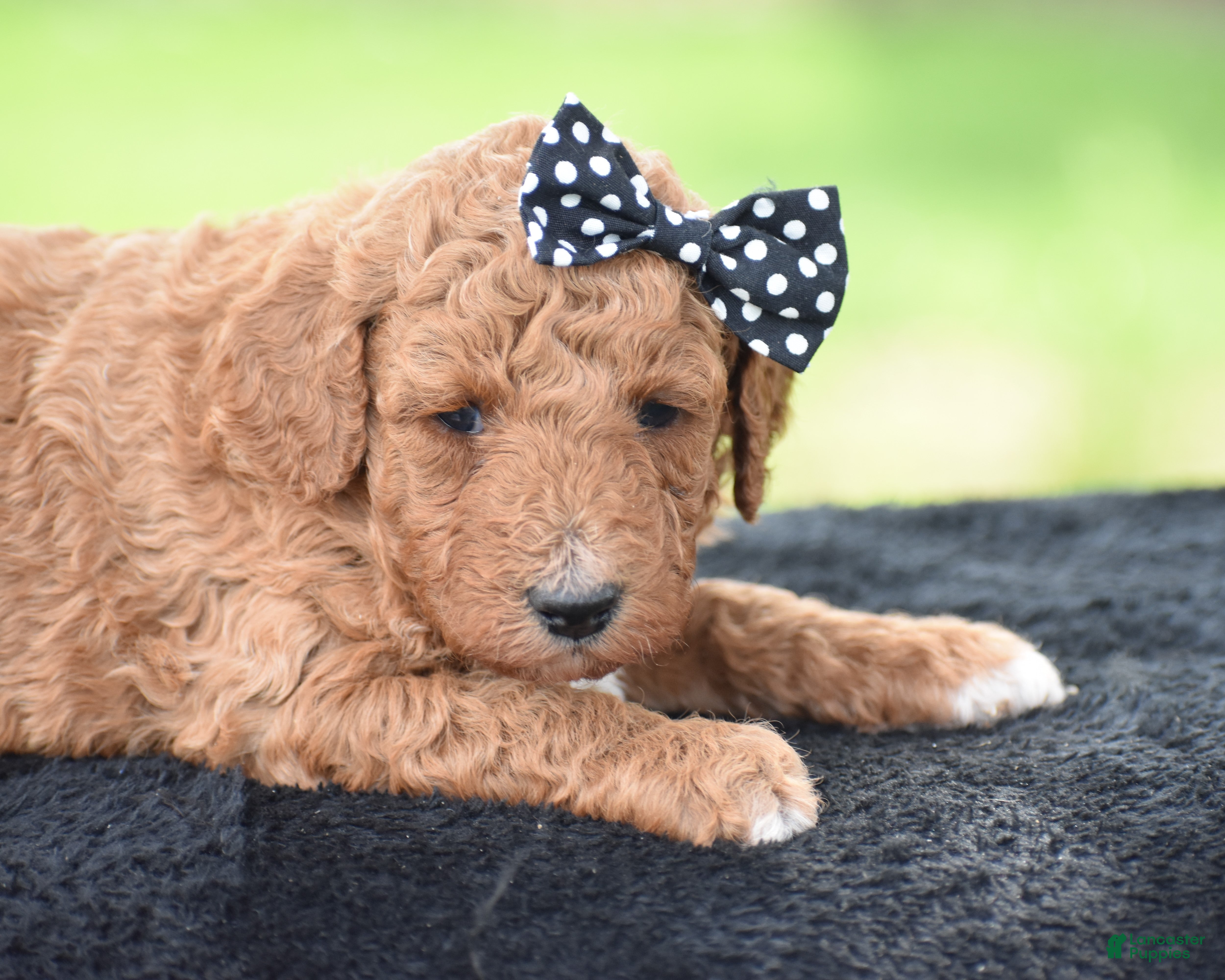 Miniature Poodle dogs Coffee - Ad 1