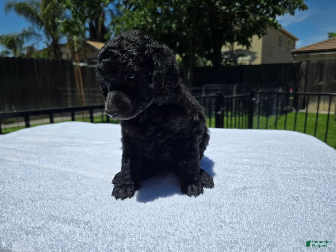 Standard Poodle dogs for sale: Standard Poodle Female - Ad 1
