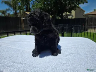 Standard Poodle dogs for sale: Standard Poodle Female - Ad 1