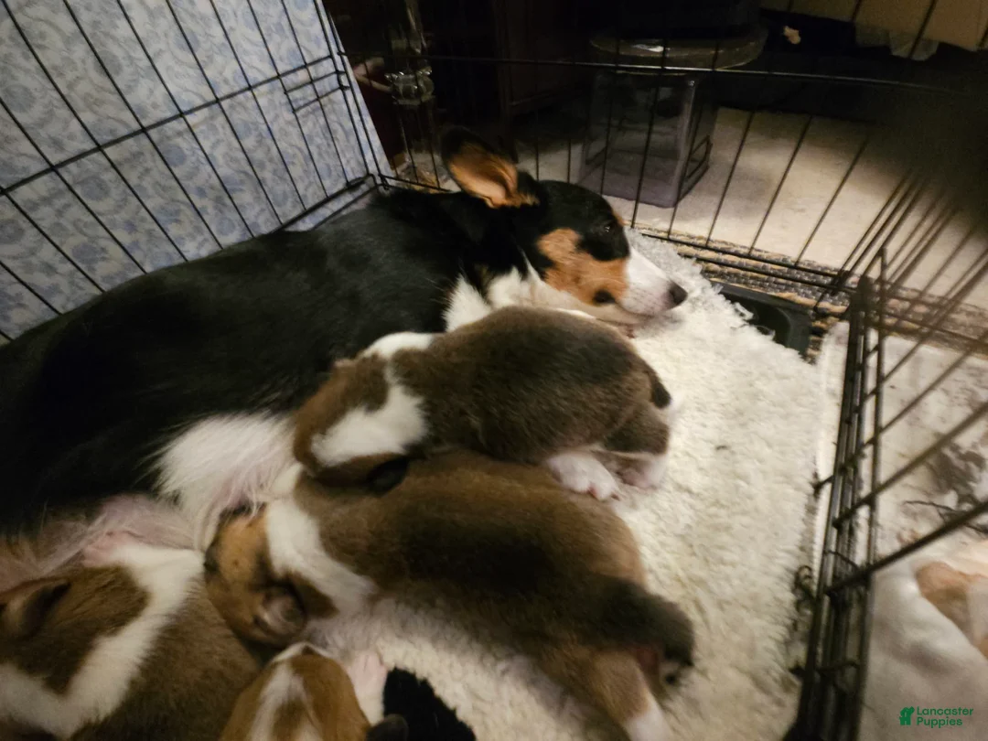 Welsh Corgi Pembroke dogs for sale: Cleopatra - Ad 10