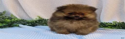 Pomeranian dogs for sale: Pepper 🐶 - Ad 1