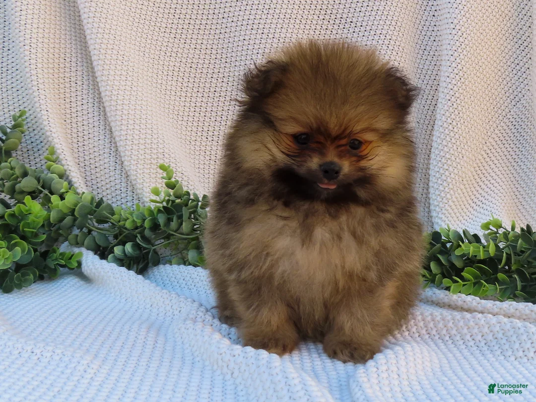 Pomeranian dogs for sale: Pepper 🐶 - Ad 1