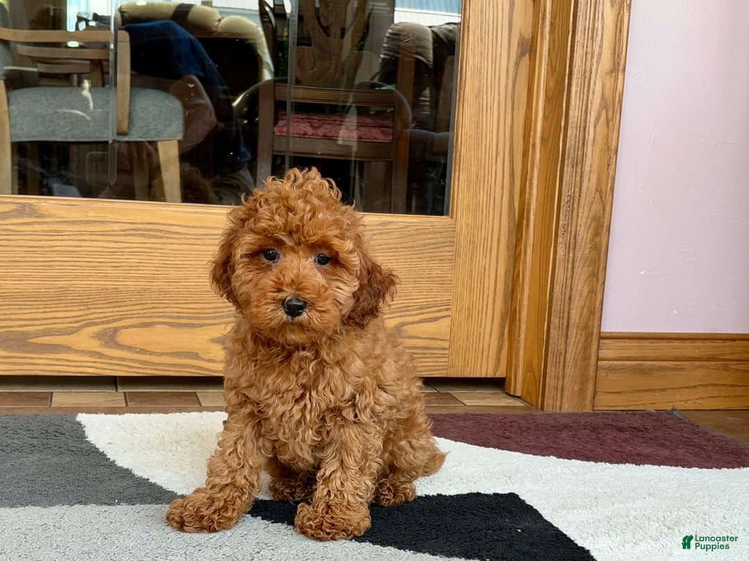 Cockapoo dogs for sale: Curtis - Ad 1