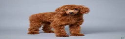 Cavapoo dogs for sale: Casey - Ad 12