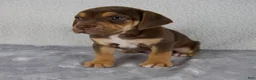 Beabull dogs for sale: Rocky - Ad 5