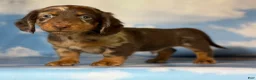 Miniature Dachshund dogs for sale: ACA Einstein LH PRA clear OFA Chic Parents - Ad 5