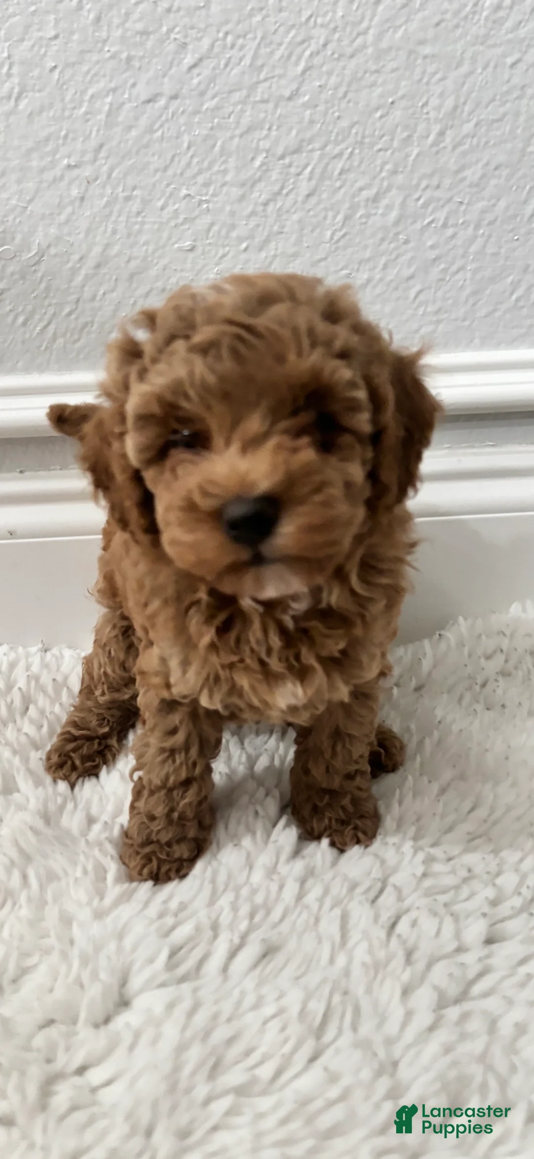 Toy Poodle dogs for sale: Harry - Ad 2