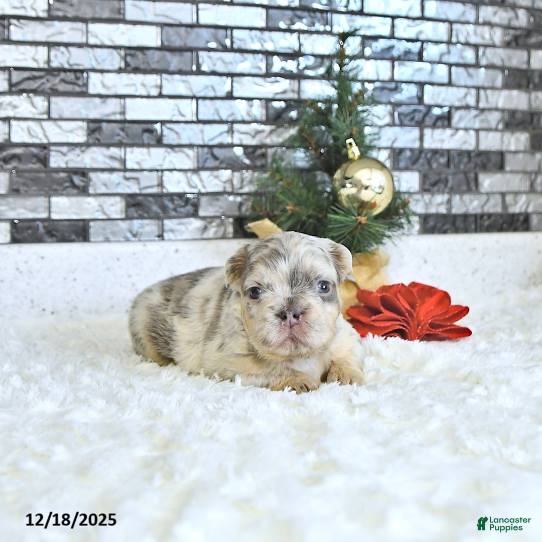 French Bulldog dogs for sale: Lacy - Ad 4