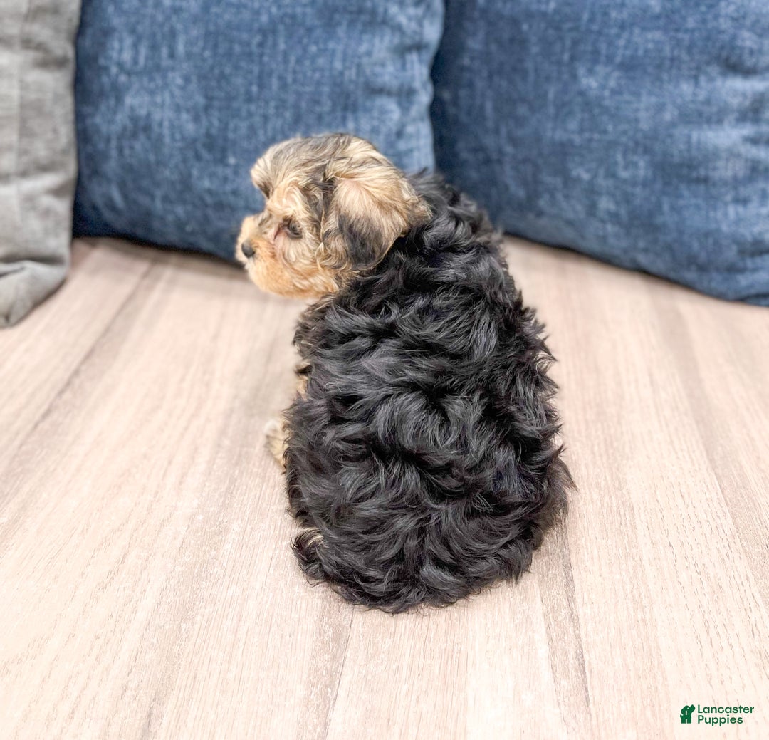 Yorkiepoo dogs for sale: Dexter - Ad 6