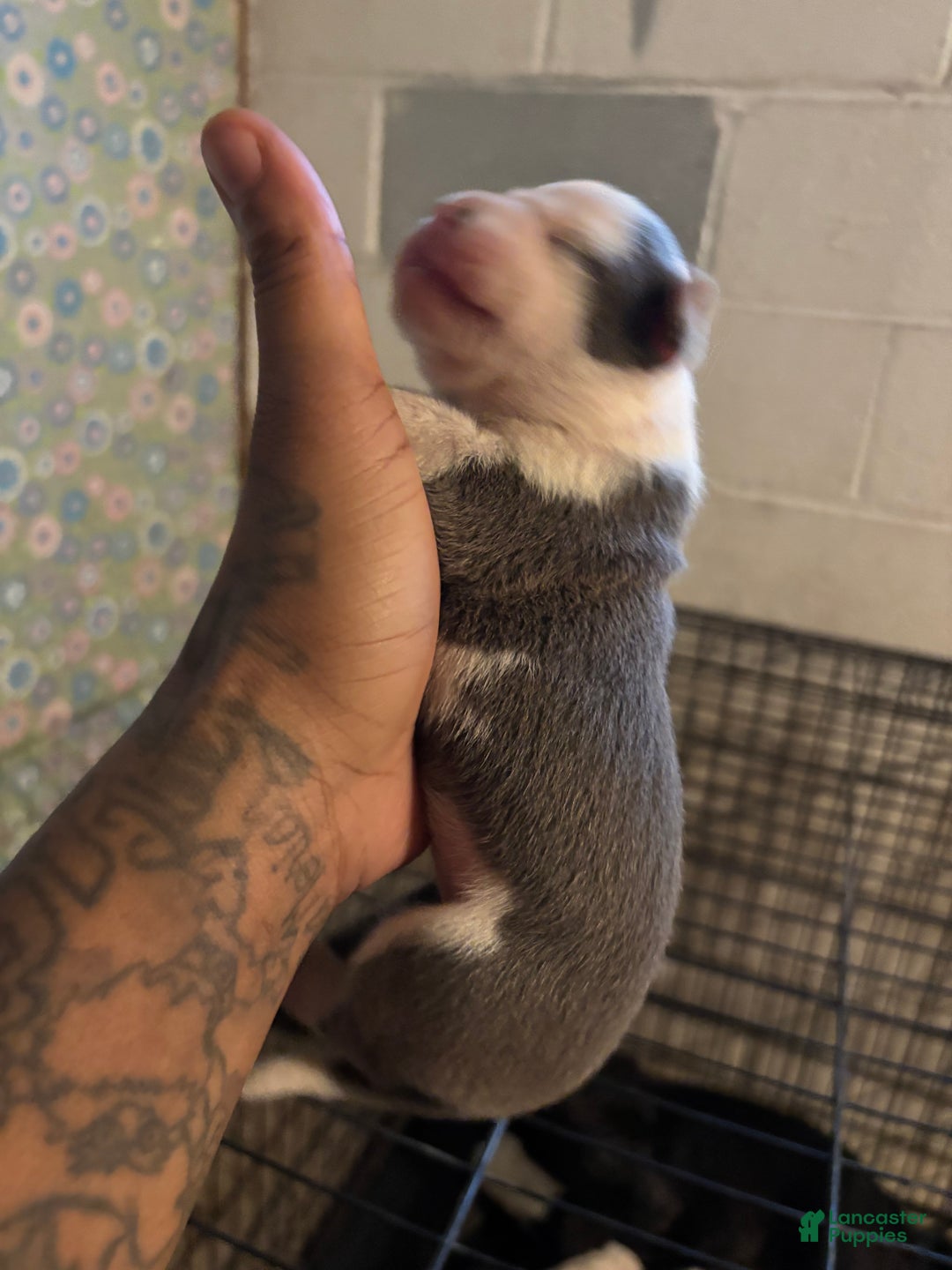 American Staffordshire Terrier dogs for sale: American Staffordshire Terrier Puppy 1 - Ad 3