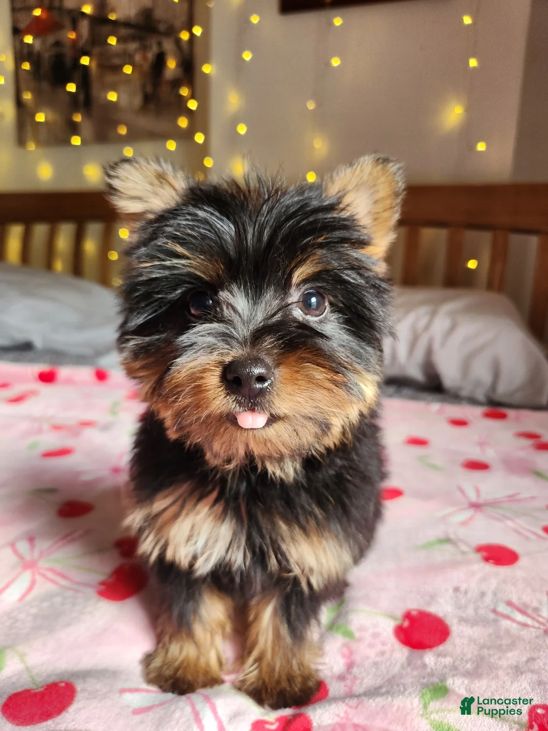 Yorkshire Terrier dogs for sale: Yorkshire Terrier Puppy 2 - Ad 1