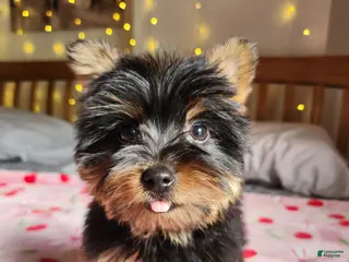 Yorkshire Terrier dogs for sale: Yorkshire Terrier Puppy 2 - Ad 3