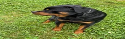 Rottweiler dogs for stud: Kane  - Ad 3