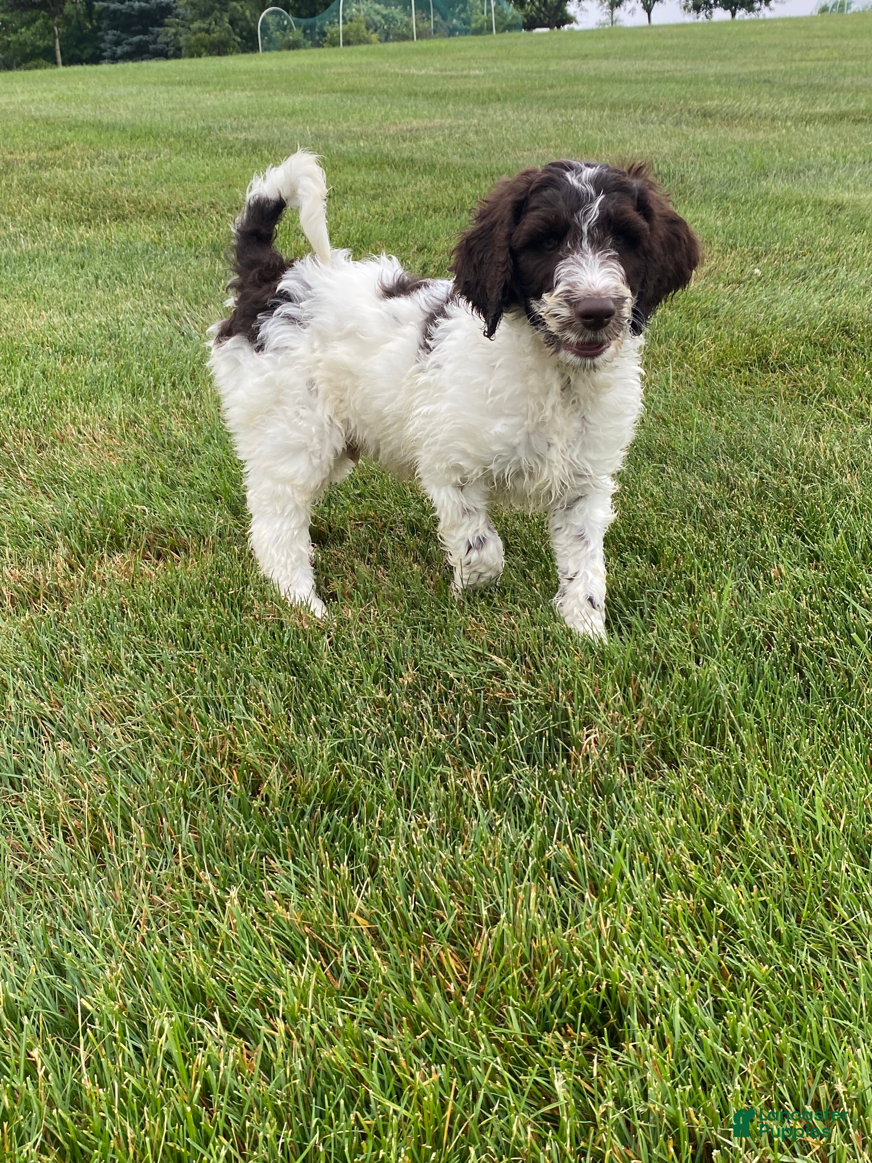 Labradoodle dogs  F1bb Baxter - Ad 1
