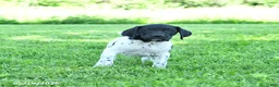German Shorthaired Pointer dogs for sale: Rover  - Ad 5