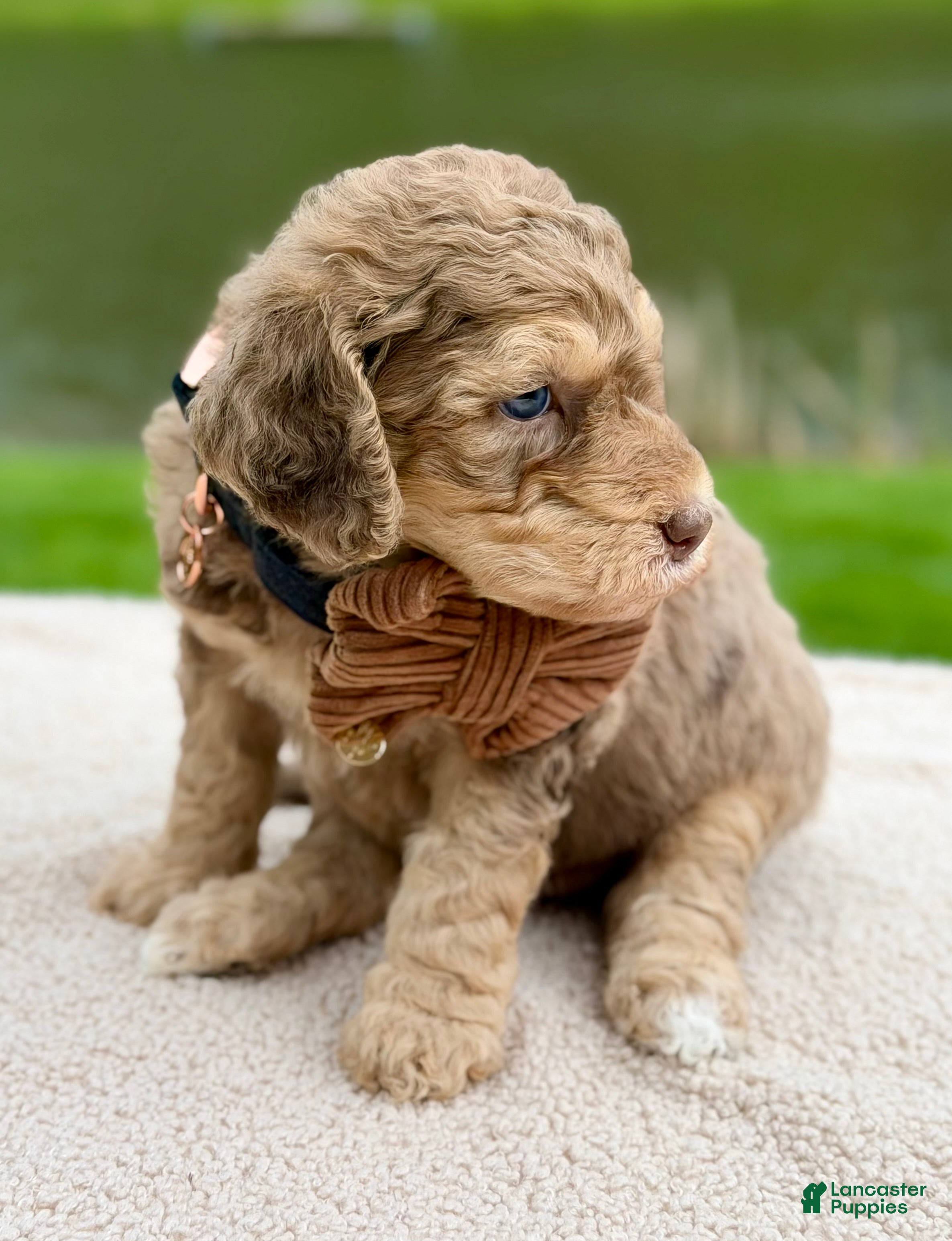 Goldendoodle dogs Oak  - Ad 2