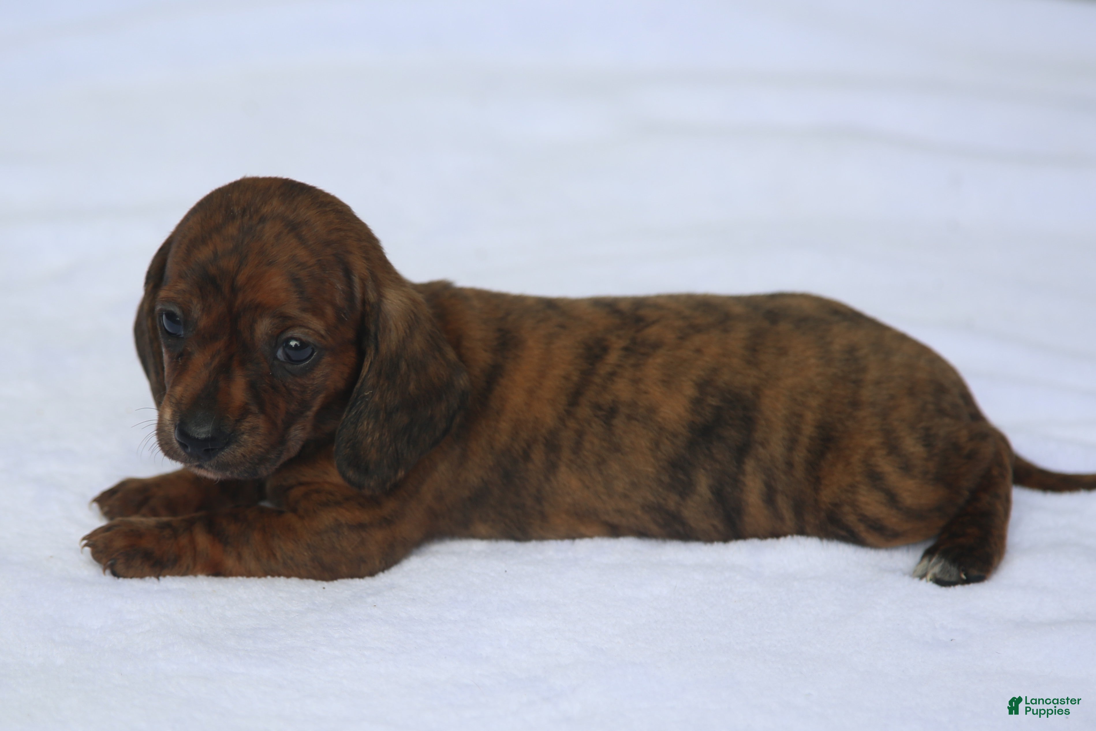 Dachshund dogs for sale: Red Brindle Smooth - Ad 2