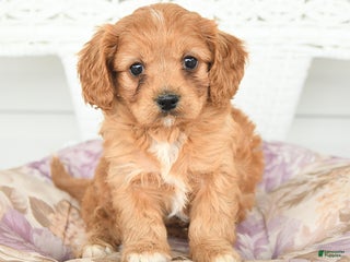Cavapoo dogs - Ad 39