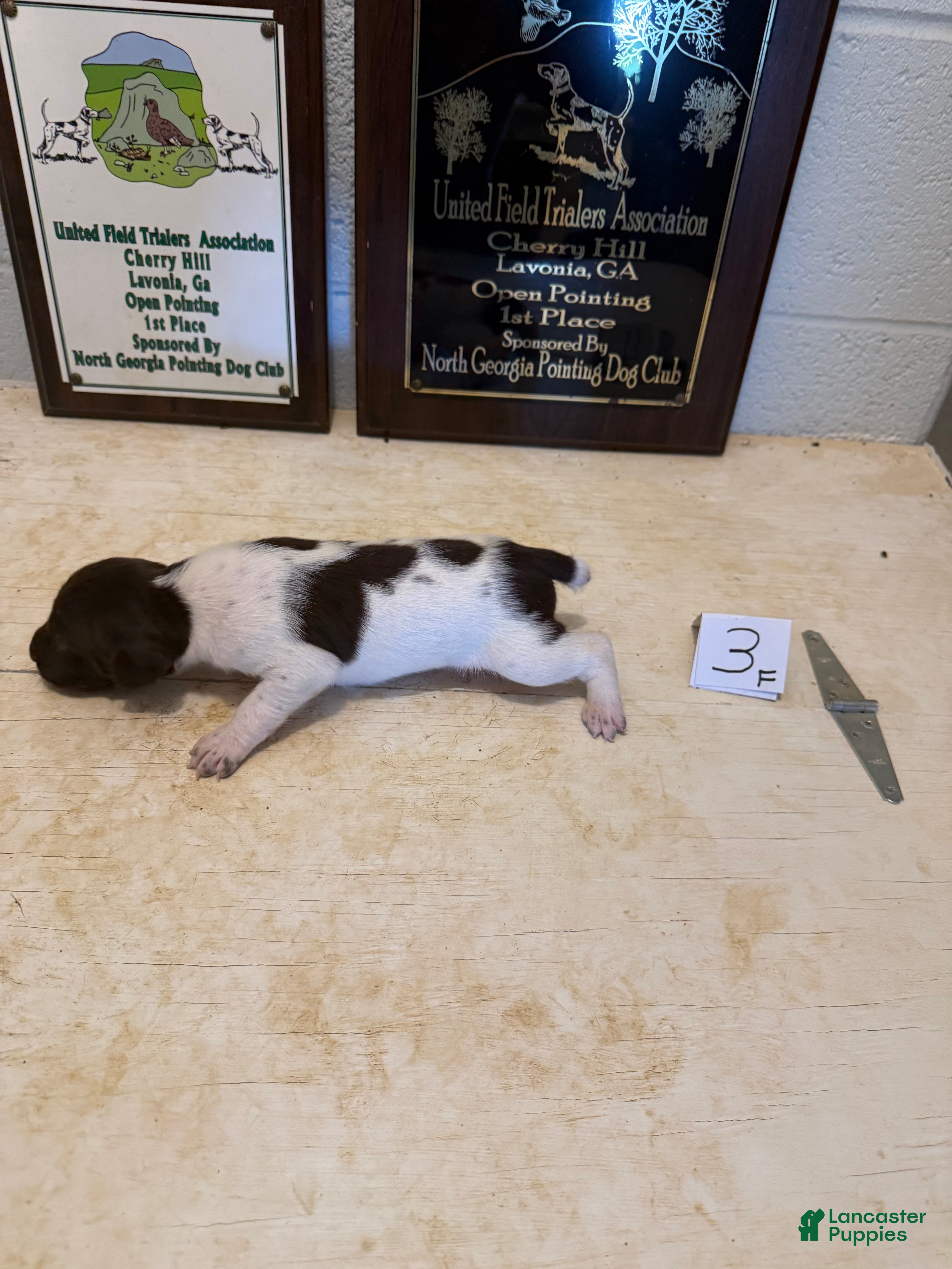 German Shorthaired Pointer dogs German Shorthaired Pointer 7 - Ad 2
