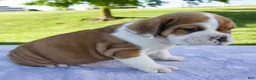 Beabull dogs for sale: Ana - Ad 4