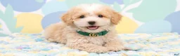 Maltipoo dogs for sale: GUCCI - Ad 3