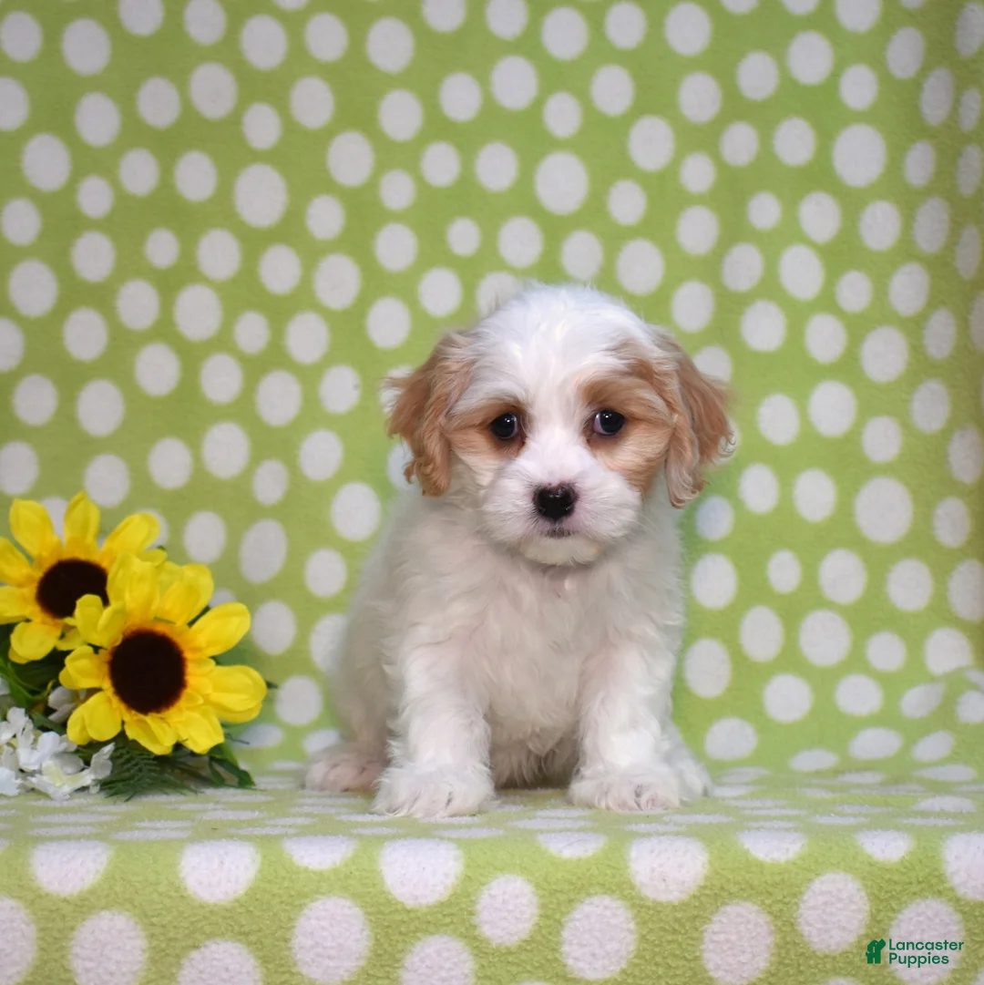 Cavachon dogs for sale: Elsa - Ad 2