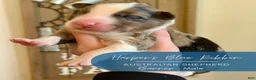 Australian Shepherd dogs for sale: Banner - Ad 2