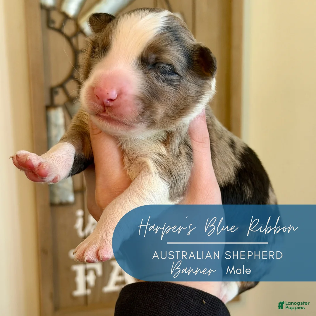 Australian Shepherd dogs for sale: Banner - Ad 2