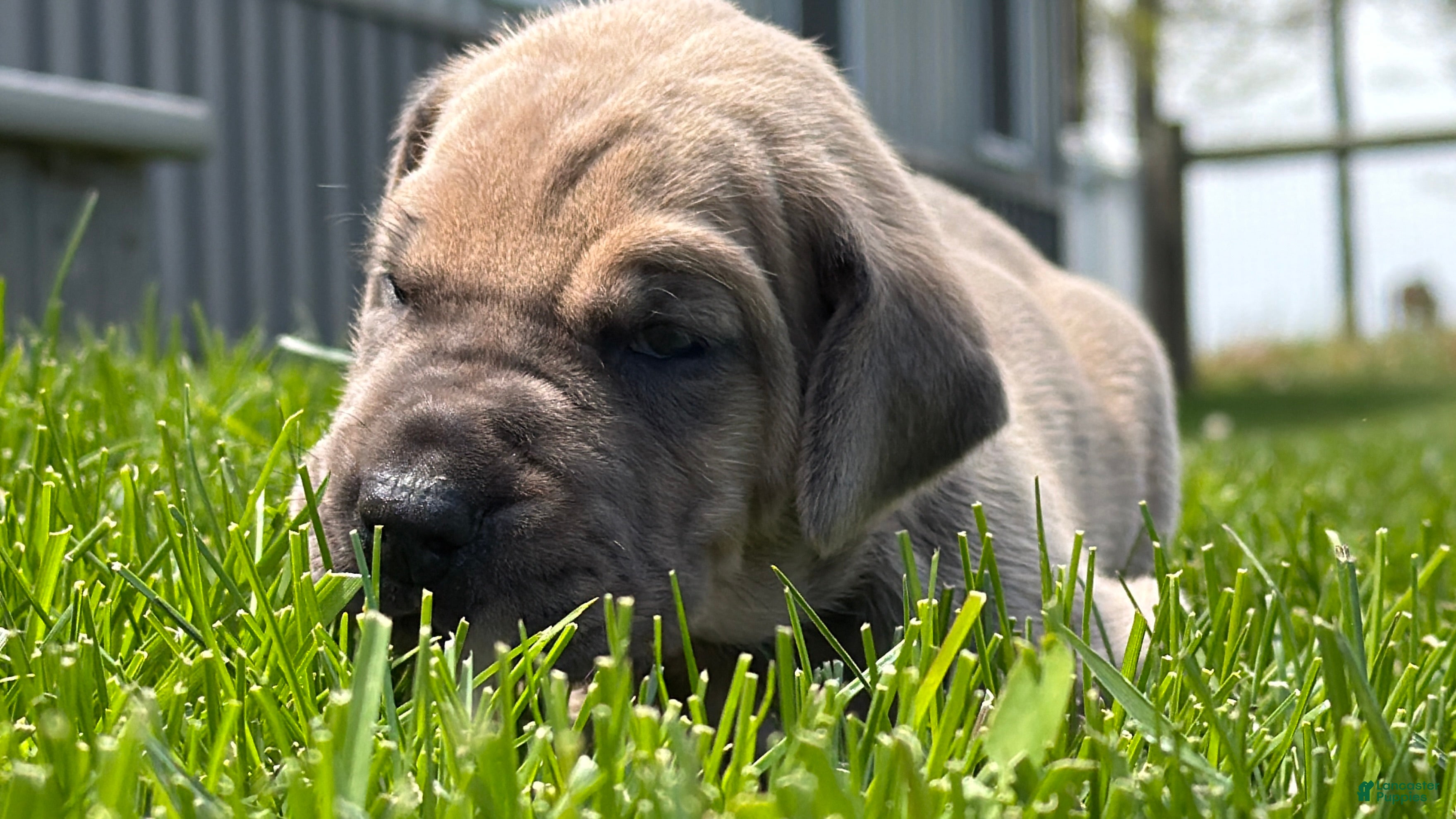 Great Dane dogs Sunshine  - Ad 2