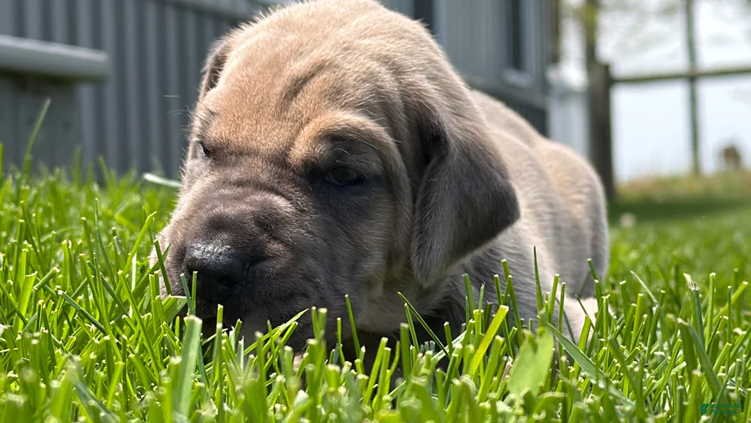 Great Dane dogs for sale: Sunshine  - Ad 2