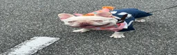 French Bulldog dogs for stud: Baby Ice  - Ad 6