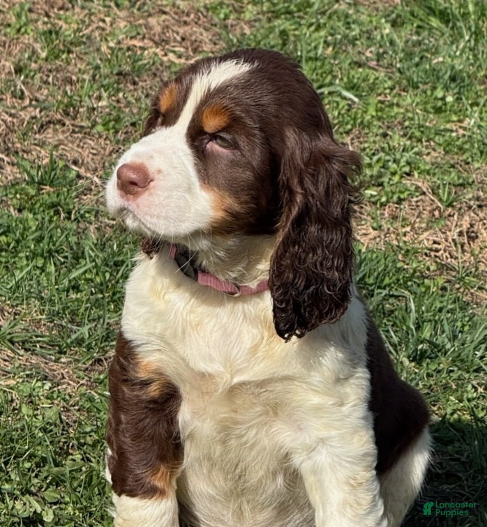 English Springer Spaniel dogs Daisey - Ad 2