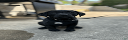 Labrador Retriever dogs for sale: JORDAN - Ad 1