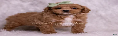 Jude