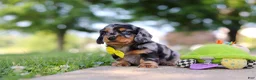 Miniature Dachshund dogs for sale: Kumquat - Ad 8