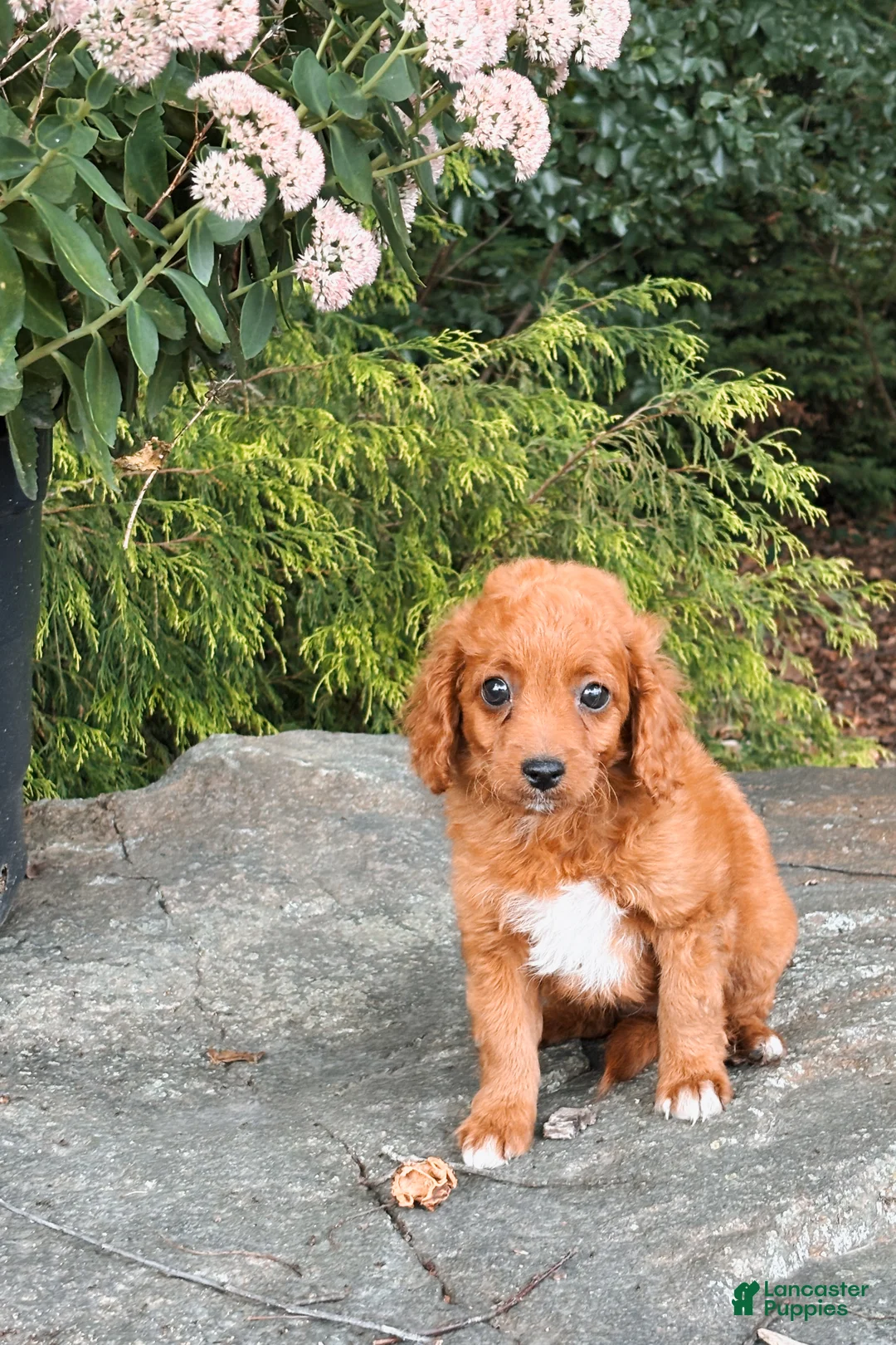 Cavapoo dogs for sale: Daisy - Ad 2