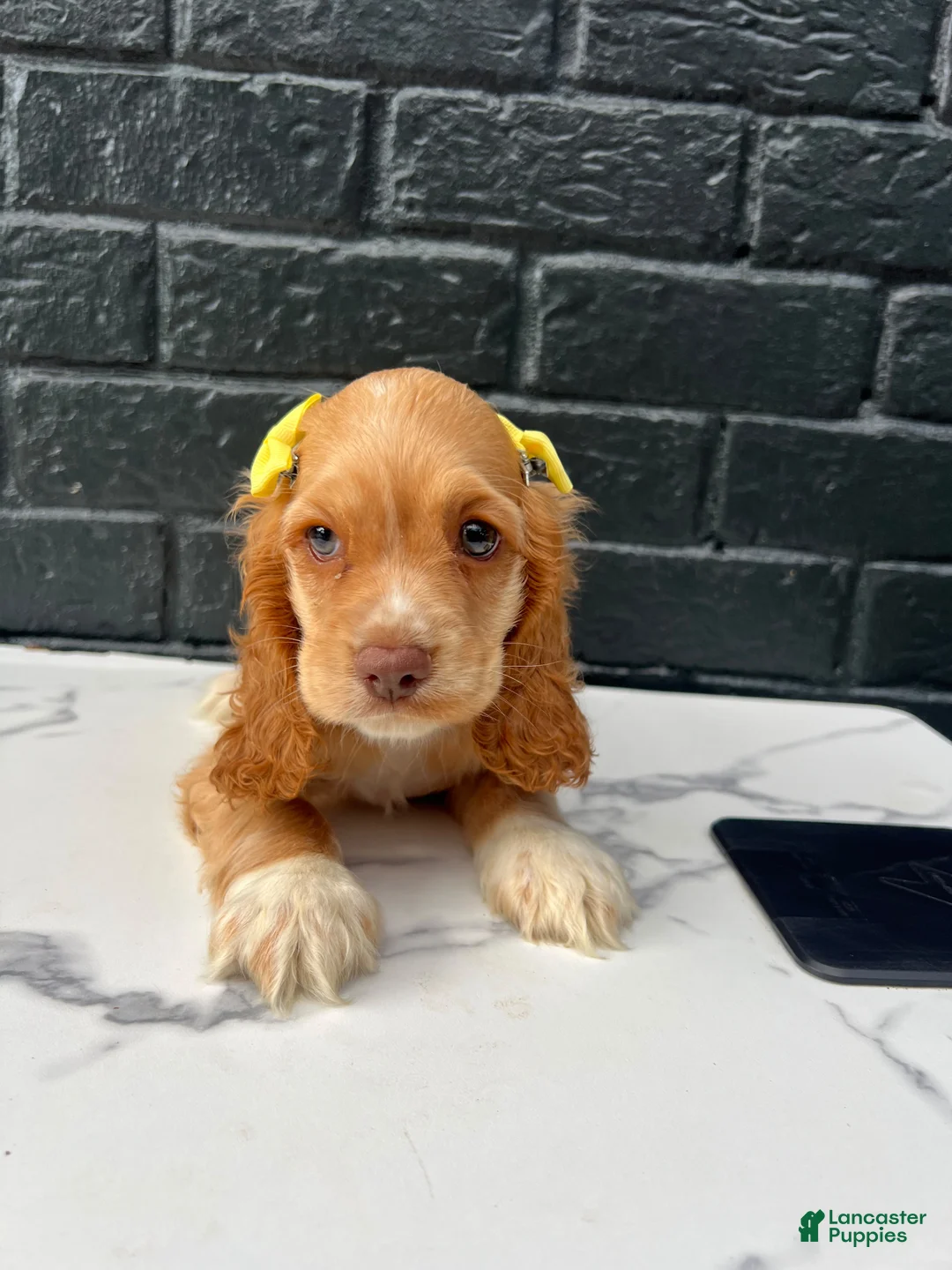Cocker Spaniel dogs for sale: 💛🤍  Bella 🤍💛 - Ad 2